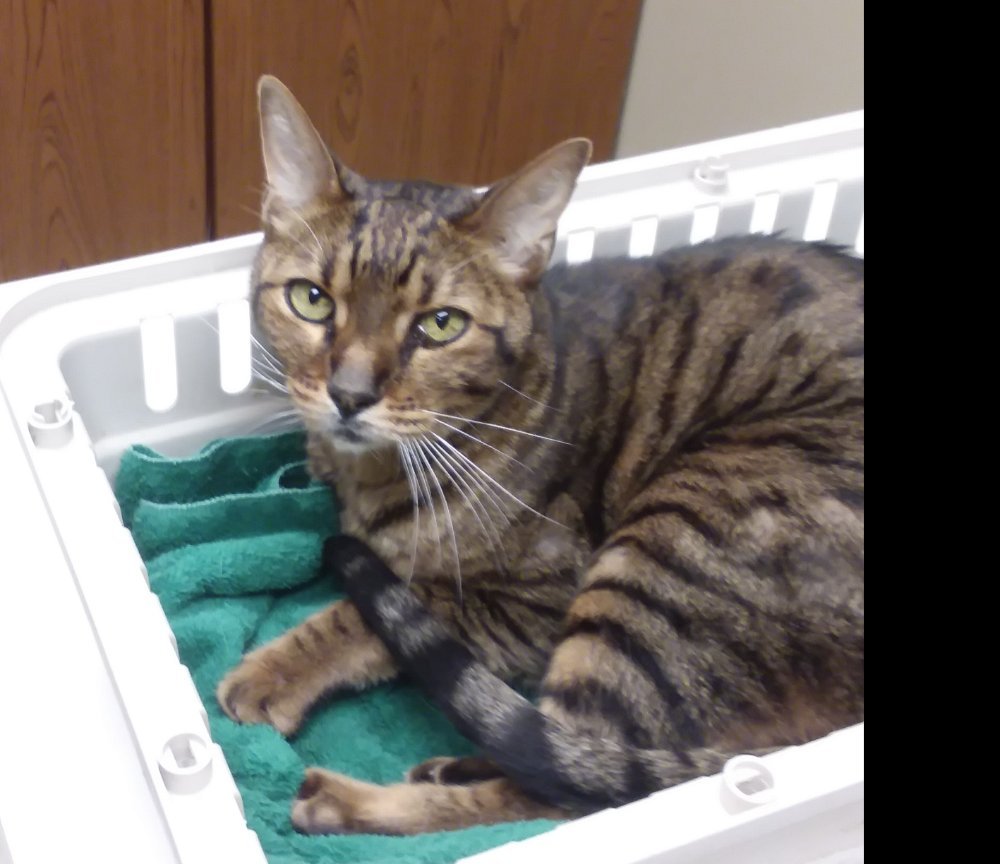 I-Had-To-Put-My-Kitty-Down-Today-His-Name-Was-Tiki,-A-Savannah-Cat-;-